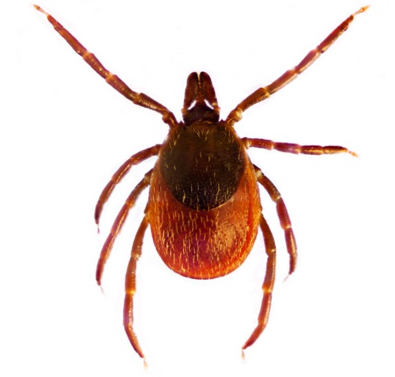 Ixodes ricinus ou carraça comum: Getty Images Ixodes ricinus ou carraça comum